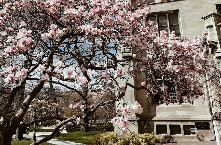 a building with a large archway and pink flowers in front of it