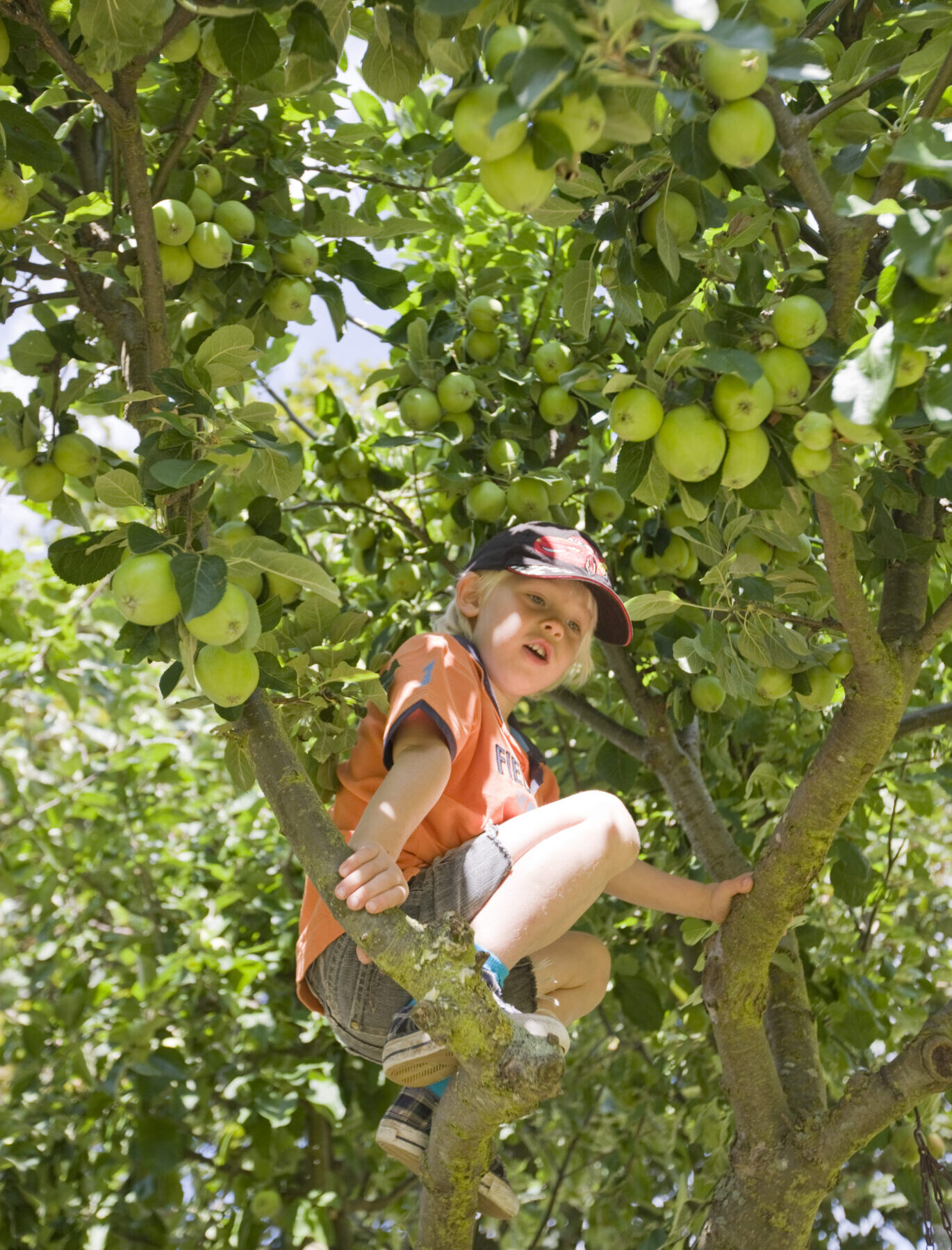 Let them climb! How adults shape risky play opportunities for children